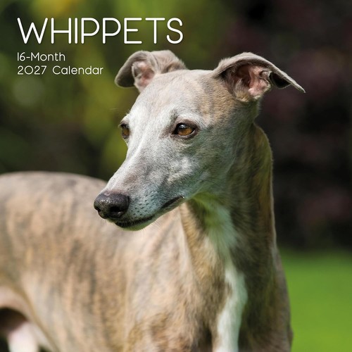 Whippet dog x 12 - dog, square