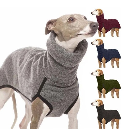 Pet dog winter - pet,