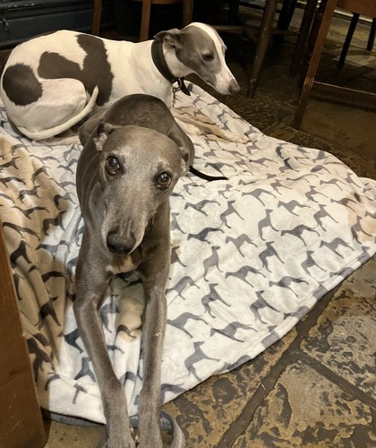Whippet design super soft - design,