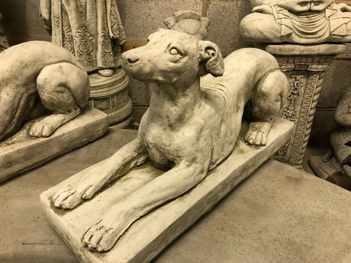 Greyhound whippet concrete