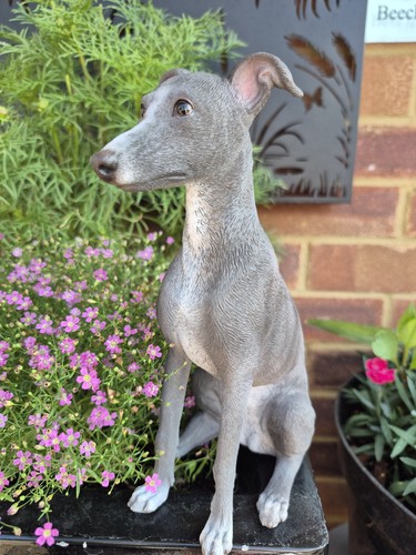Whippet dog ornament blue - dog,