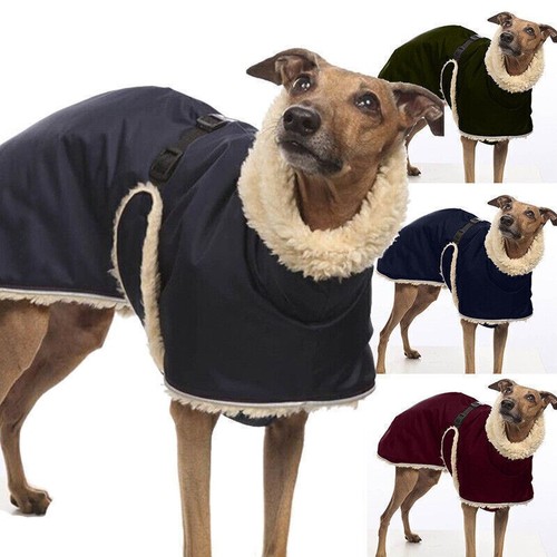 Greyhound whippet dog - dog, clothes
