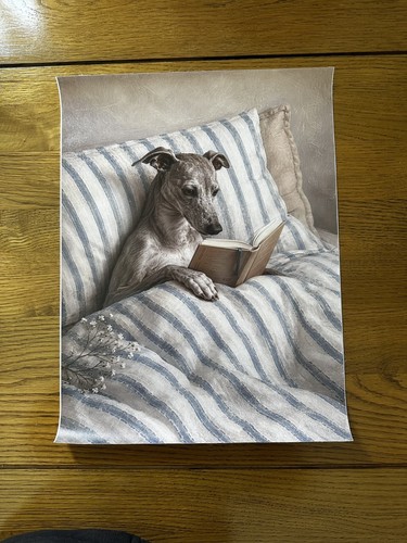 Grey whippet greyhound - grey, bed