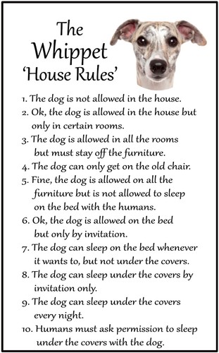 Whippet dog lovers gift - whippet,