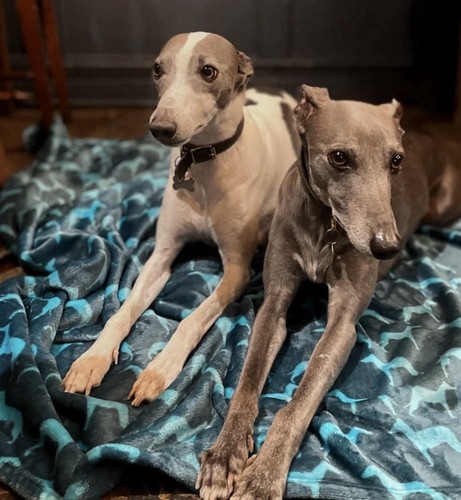 Whippet silhouette super soft - silhouette,