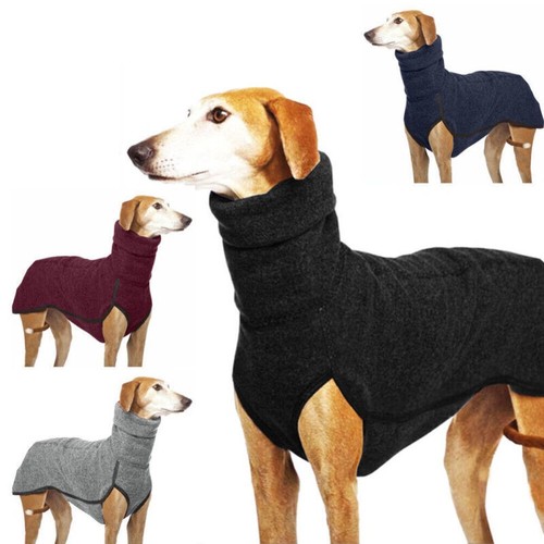 Pet dog winter - dog, high