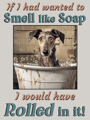 Lurcher greyhound whippet pet - lurcher,