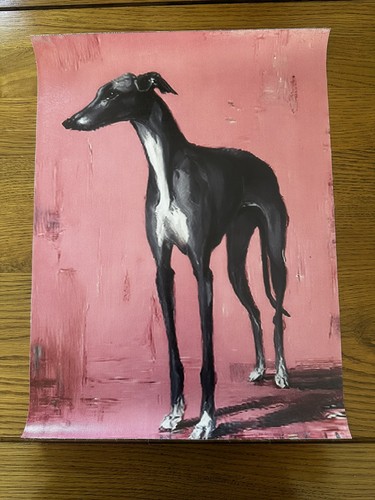 Grey whippet greyhound - whippet,