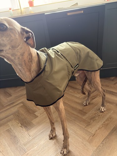 Whippet raincoat 22inch - whippet,