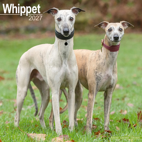 Whippet 2027 calendar - whippet,