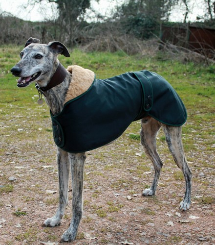 Factory second greyhound - second,