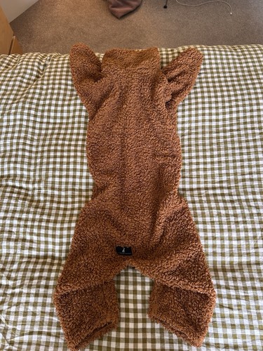 The trendy whippet - whippet, teddy