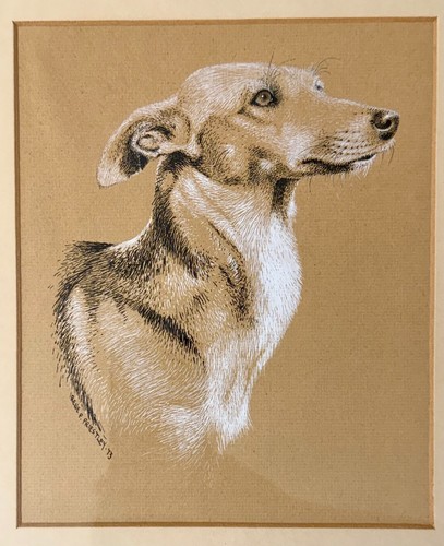 Suki original whippet - original,