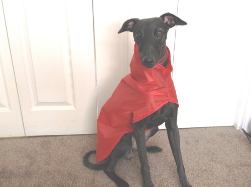 New whippet showerproof - new, showerproof/