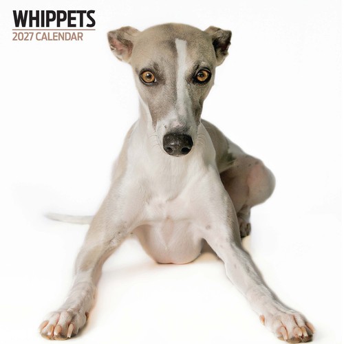 Whippets 2027 modern calendar - whippets,