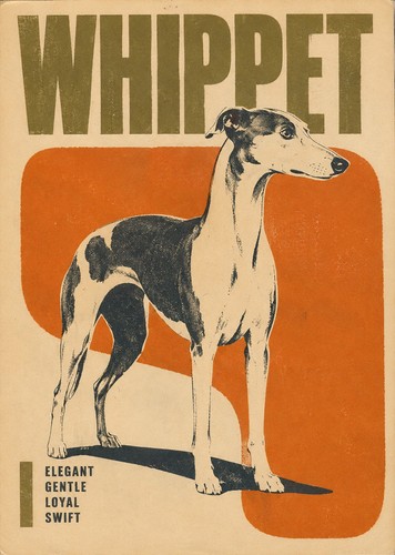 Whippet dog print retro - a4,