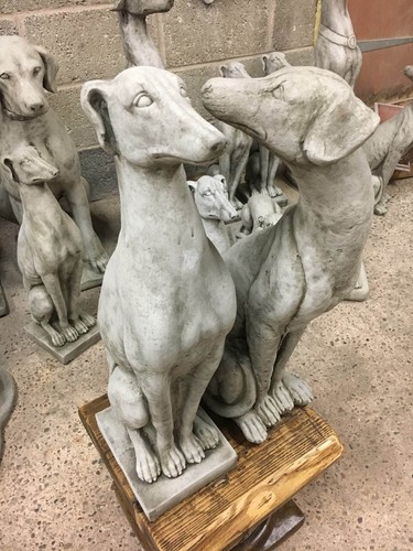 Greyhound saluki garden - greyhound/saluki,