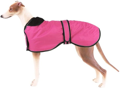 Bnip new whippet iggy - whippet,