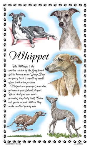 Whippet dog tea - dog,