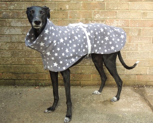 Greyhound lurcher whippet - /,
