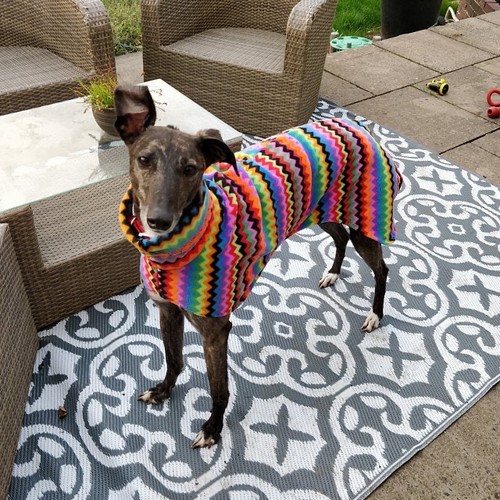 Zigzag fleece dog - dog,