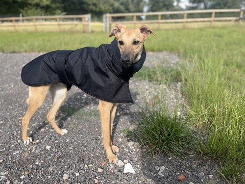 Whippet lurcher winter coat - or,