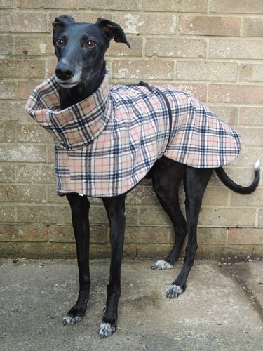 Greyhound lurcher whippet - greyhound, /