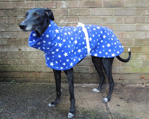 Greyhound lurcher whippet - lurcher, /