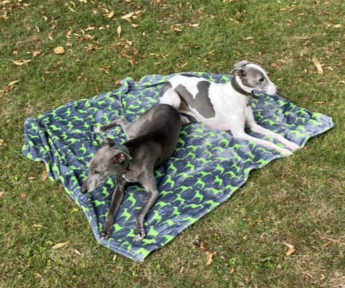 Lime green whippet - whippet, silhouette