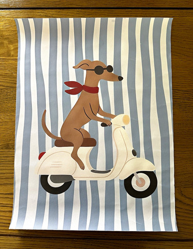 Whippet greyhound blue white - whippet, &