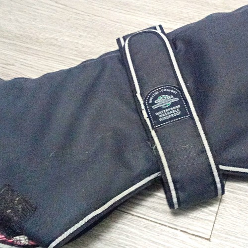 Sale whippet - **sale,