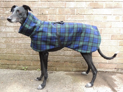 Greyhound lurcher whippet - greyhound, /