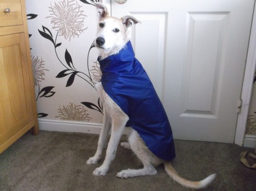 New lurcher large whippet - new,