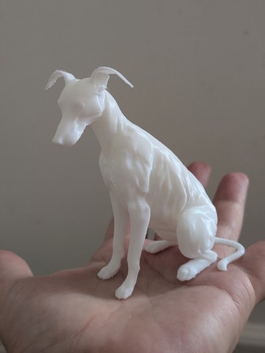 Greyhound lurcher whippet - greyhound,
