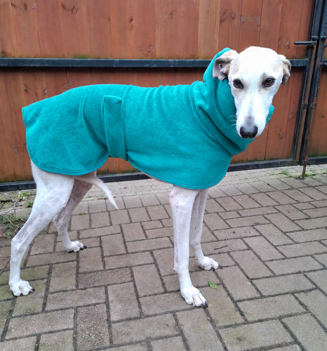 Greyhound lurcher whippet - lurcher,,