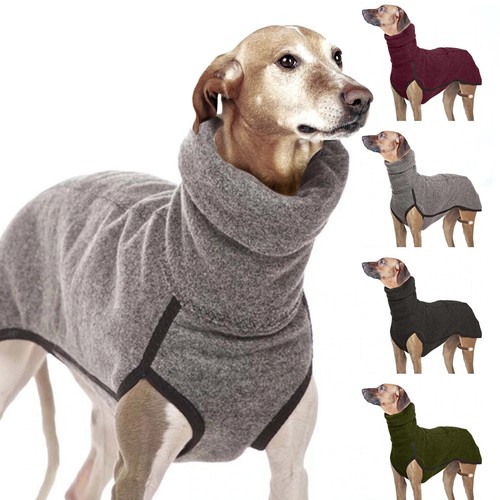Pet dog winter - dog,