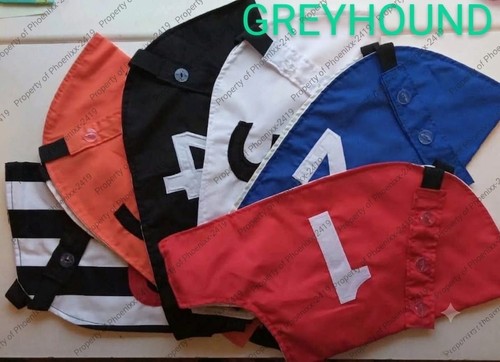 Greyhound whippet racing - greyhound, &