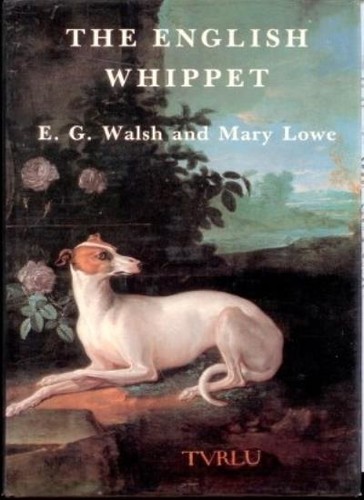 English whippet walsh - whippet,