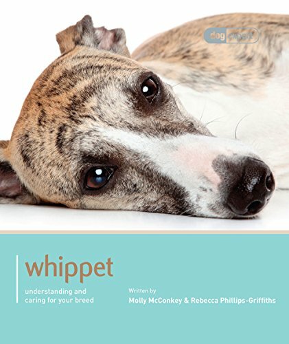 Whippet dog expert molly - dog, expert-molly